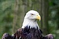 Picture Title - Eagle