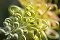 Picture Title - Grevillea II