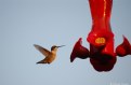 Picture Title - Hummingbird