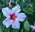 Picture Title - Hibisco