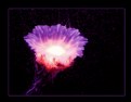 Picture Title - Underwater Flower