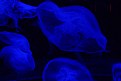 Picture Title - Jelly Fish