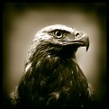 Picture Title - Eagle portrait 1