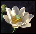 Picture Title - Lotus Flower