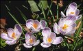 Picture Title - Crocus