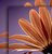 Osteospermum