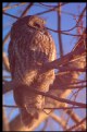 Picture Title - Owl Sunrise