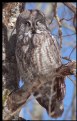 Picture Title - Great Gray Owl portrait