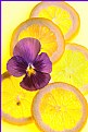 Picture Title - Lemon with Pansy