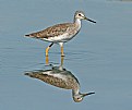 Picture Title - Greater Yellowlegs