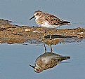 Picture Title - Western Sandpiper