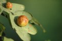 Picture Title - Oak Apples