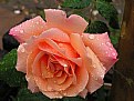 Picture Title - Beautiful Rose