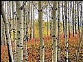 Picture Title - Birch Forest