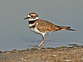 Picture Title - Killdeer