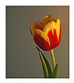 Picture Title - Tulip