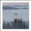 Picture Title - isolated by the fog