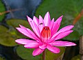 Picture Title - Pink Lotus2