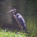 Picture Title - Great Blue Heron