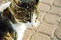 Picture Title - pussycat