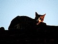 Picture Title - cat on the roof