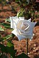 Picture Title - Single White Rose