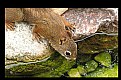 Picture Title - Thirsty Squirrel