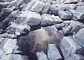 Picture Title - Clouds in a Puddle