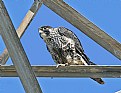 Picture Title - Peregrine Falcon