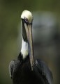 Picture Title - Pelican Portrait