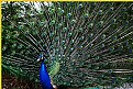 Picture Title - Peacock #2