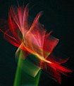 Picture Title - equinoctical flower-1-