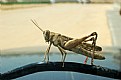 Picture Title - Grasshopper