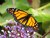 Monarch Butterfly Wings