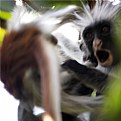 Picture Title - Kirk's Red Colobus