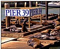 Picture Title - PIER 39