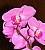 Orchids