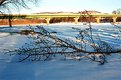 Picture Title - Fallen Tree in Winter