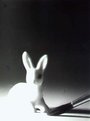 Picture Title - Rabbit on the table