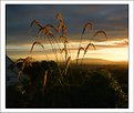 Picture Title - Golden Pampas