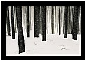 Picture Title - Snow 2
