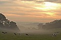 Picture Title - Misty Moos