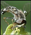 Picture Title - Hover Fly