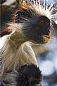 Picture Title - Kirk's Red Colobus