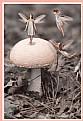 Picture Title - Mushroom with Fairies