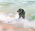 Picture Title - Ocean Dog