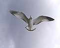 Picture Title - Ring Bill Gull
