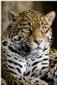 Picture Title - Jaguar
