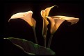 Picture Title - Three Callas