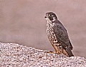 Picture Title - Falco peregrinus